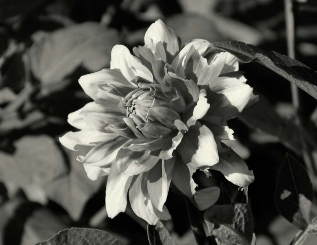 LaurieFlower (1 of 1)