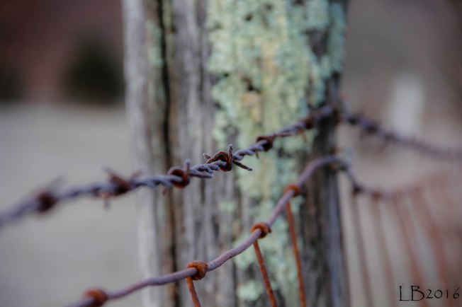 _MG_0397 - Copy - Copy-4