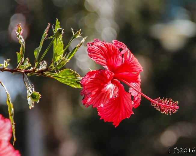 _MG_0831-2